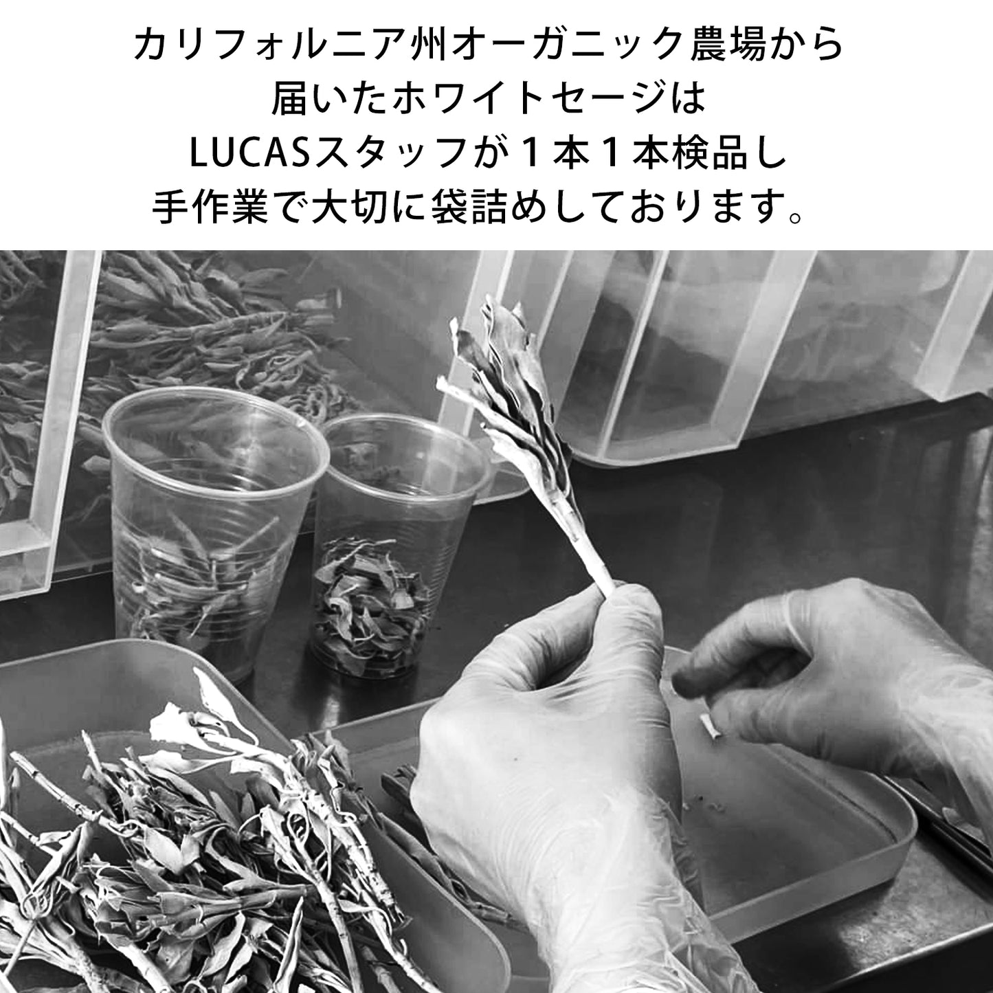 エクストラ・ホワイトセージ 10g【カリフォルニア直輸入・オーガニック・ホワイトセージ協会認証】